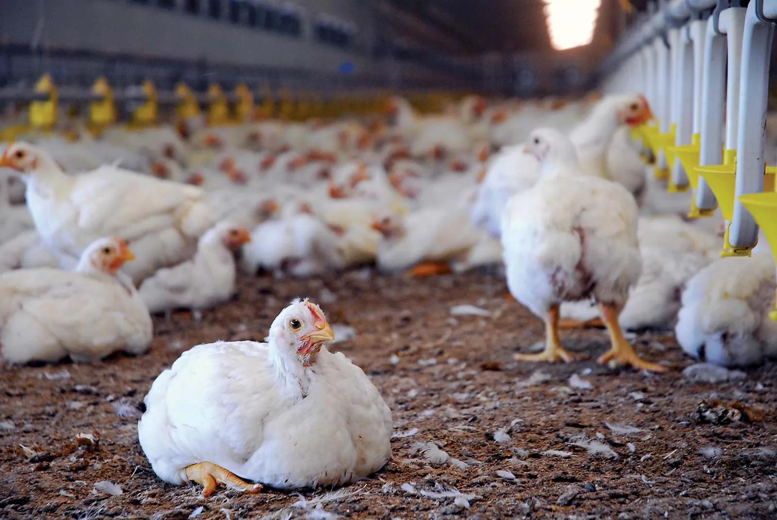 Clean, well-lit modern poultry farm